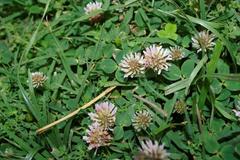 Trifolium fragiferum image