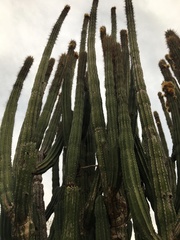 Pachycereus