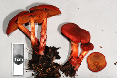 Cortinarius cramesinus