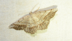 Eumacaria madopata