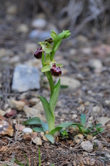 Ophrys sphegodes provincialis