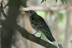 Zoothera aurea