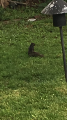 Sciurus carolinensis