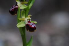 Ophrys sphegodes provincialis