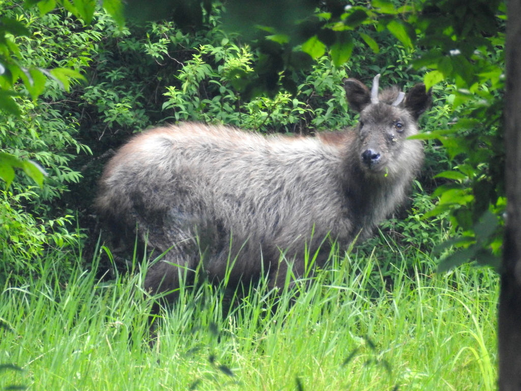 Japanese Serow From Mount Fuji Kitayama Fujinomiya Shizuoka 418 0112