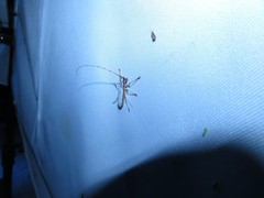 Olenecamptus cretaceus