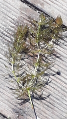 Ceratophyllum submersum