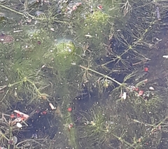 Ceratophyllum submersum