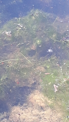 Ceratophyllum submersum