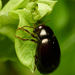 Amphicyrta - Photo (c) Tony Iwane, algunos derechos reservados (CC BY-NC), subido por Tony Iwane
