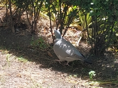 Columba palumbus