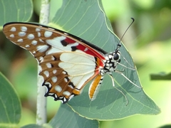 Graphium angolanus
