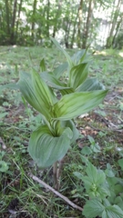 Epipactis helleborine
