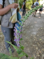 Scutellaria columnae