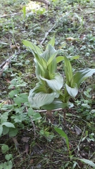 Epipactis helleborine