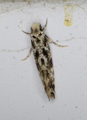 Nemapogon variatella