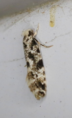 Nemapogon variatella