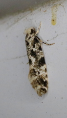 Nemapogon variatella