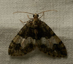 Hydriomena albifasciata