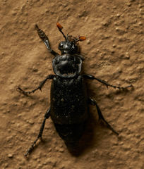 Nicrophorus nigrita