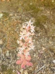 Sedum cepaea
