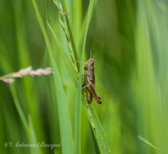 Pseudochorthippus parallelus