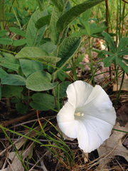 Calystegia spithamaea
