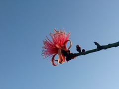 Pseudobombax ellipticum