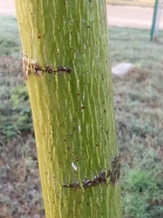 Pseudobombax ellipticum