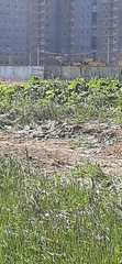Luscinia svecica