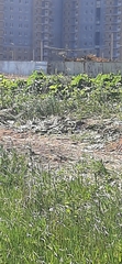 Luscinia svecica