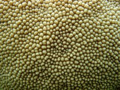 Hydnophora microconos