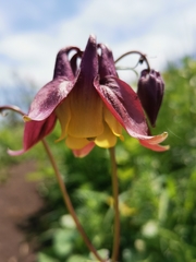 Aquilegia oxysepala