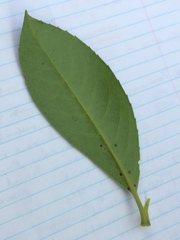 Prunus laurocerasus