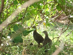 Pternistis bicalcaratus