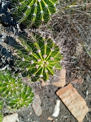 Echinopsis
