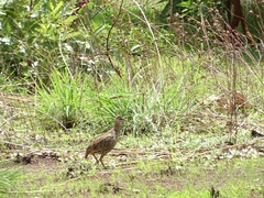 Pternistis bicalcaratus