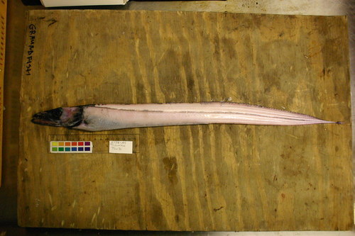 Aphanopus intermedius