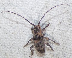 Ecyrus dasycerus
