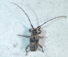 Ecyrus dasycerus