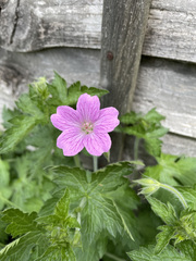 Geranium × oxonianum