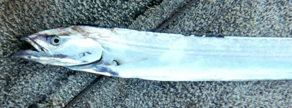 Razorback Scabbardfish