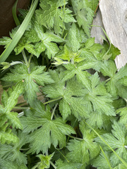 Geranium × oxonianum