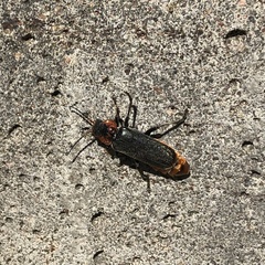 Cantharis fusca