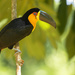 Channel-billed Toucan - Photo (c) Sergio R Porto, some rights reserved (CC BY-NC), uploaded by Sergio R Porto