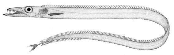 Simony's Frostfish