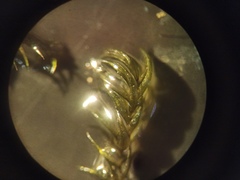 Sarmentypnum exannulatum