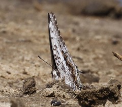 Charaxes achaemenes