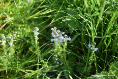 Veronica serpyllifolia