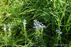Veronica serpyllifolia